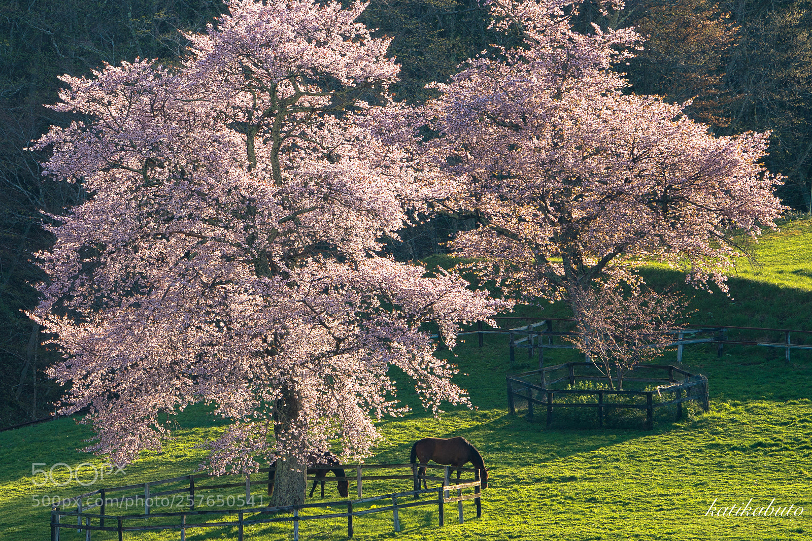 Sony a9 sample photo. Spring of the ranch photography