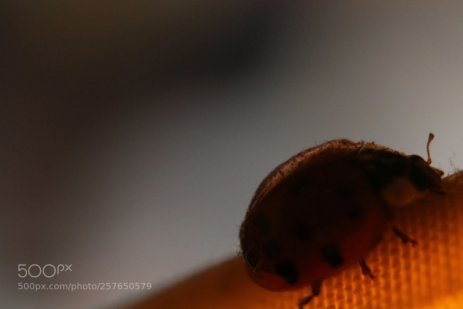 Canon EOS 70D sample photo. Ladybug 2 photography