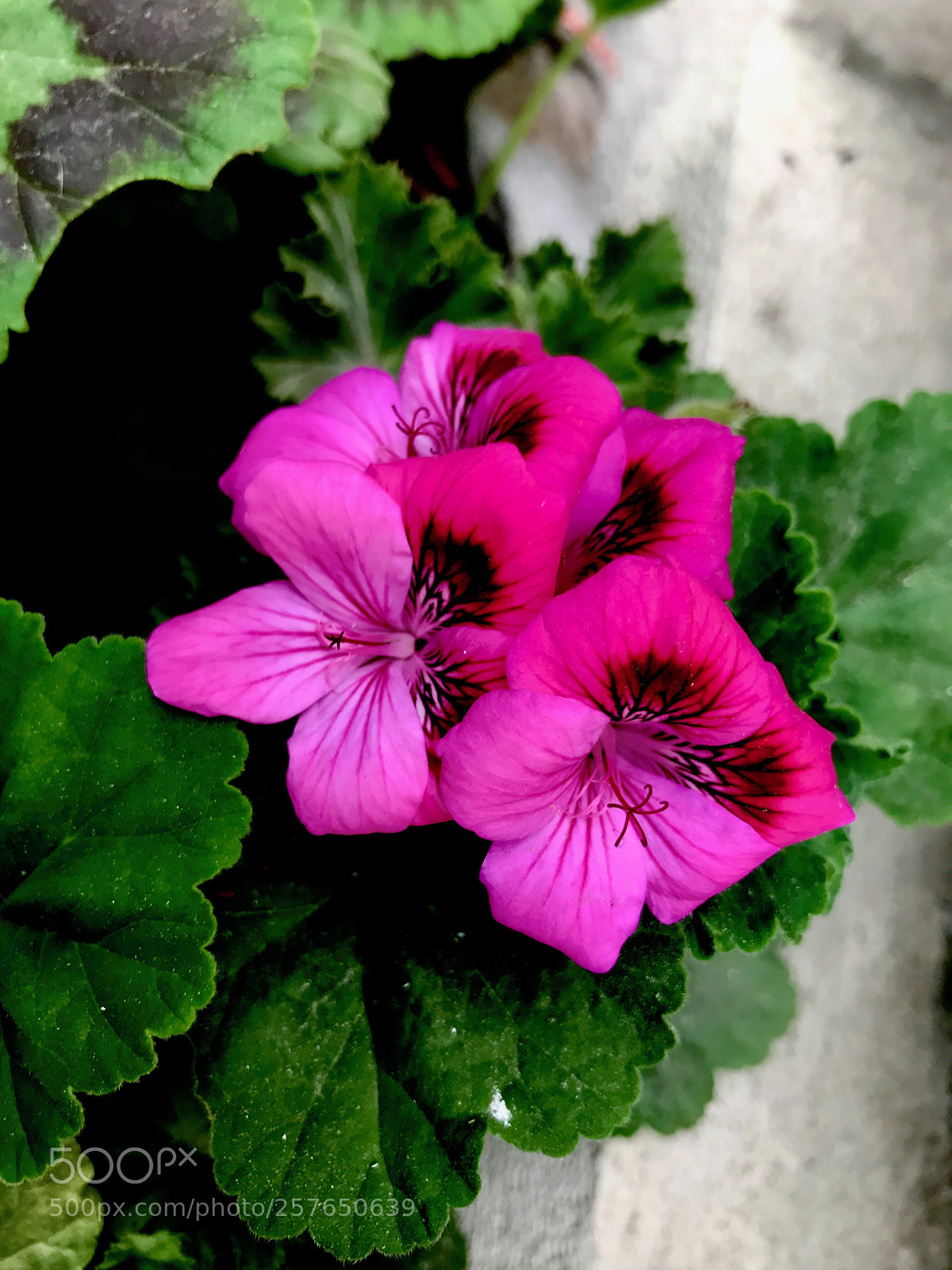 Apple iPhone 7 sample photo. Palargonium inquinans photography