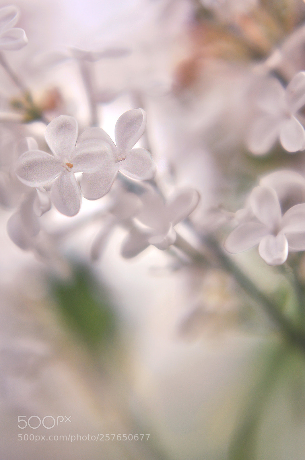 Nikon D90 sample photo. Bloom photography