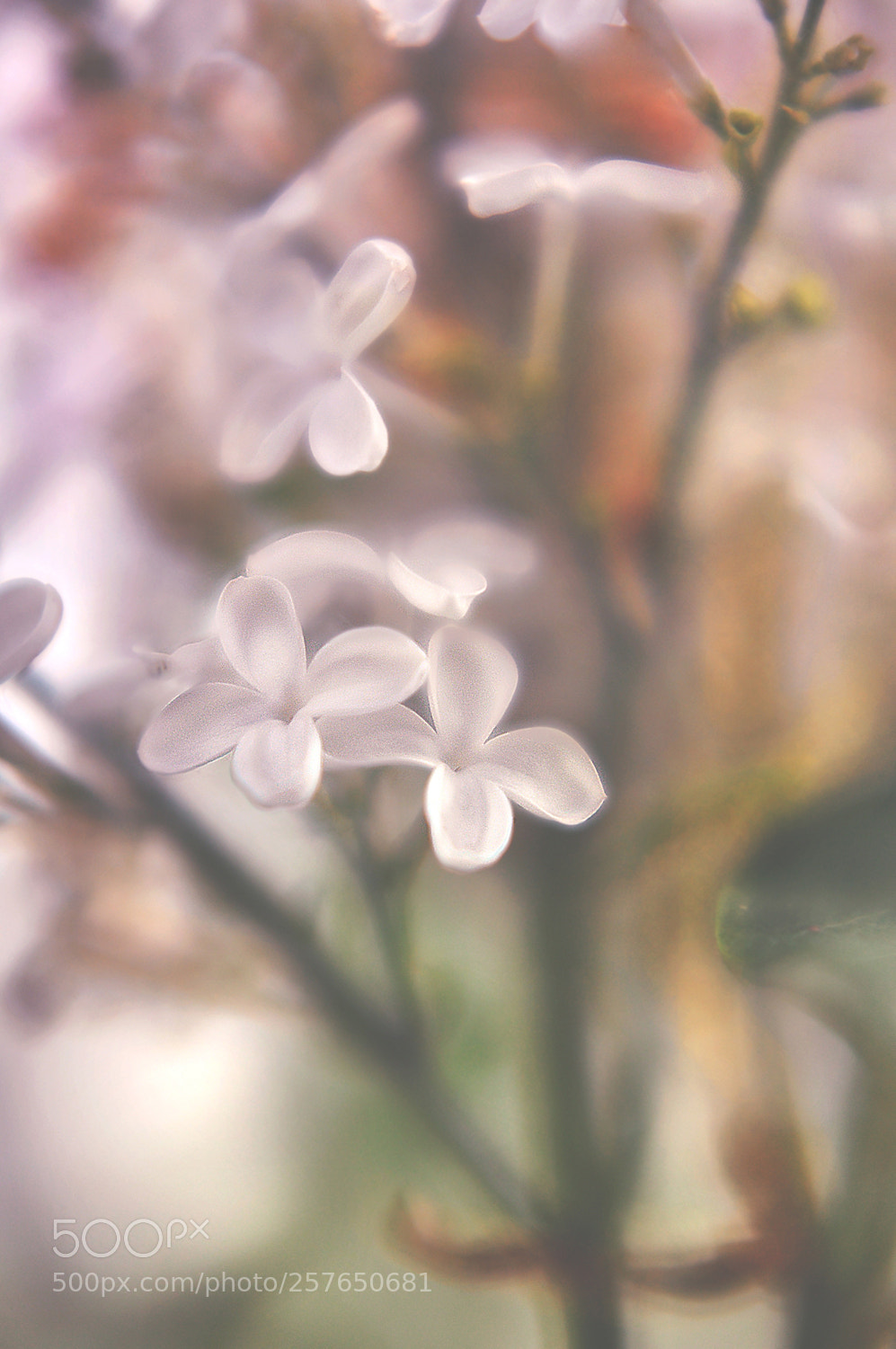 Nikon D90 sample photo. Inbloom photography