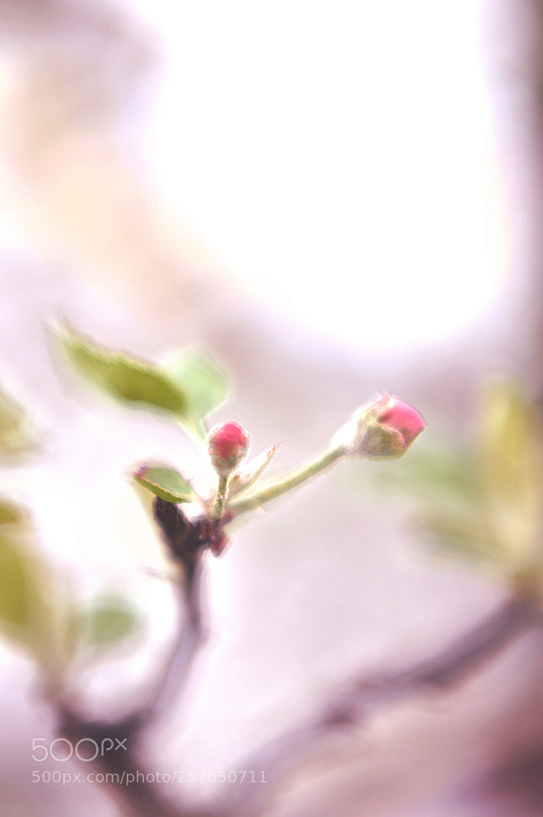 Nikon D90 sample photo. Appletree photography