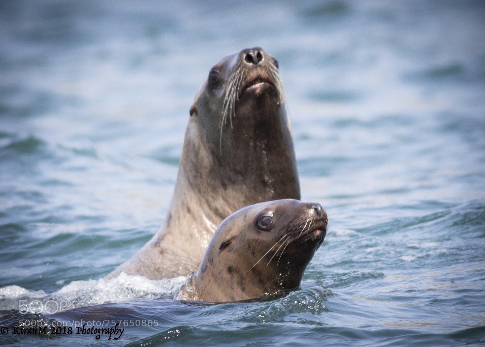 Canon EOS 7D Mark II sample photo. Steller sea lions photography