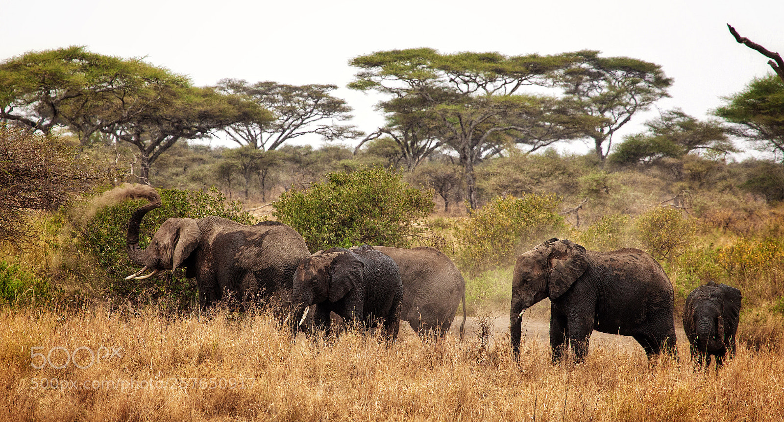 Canon EOS 5D Mark II sample photo. Elefantes africanos en el photography