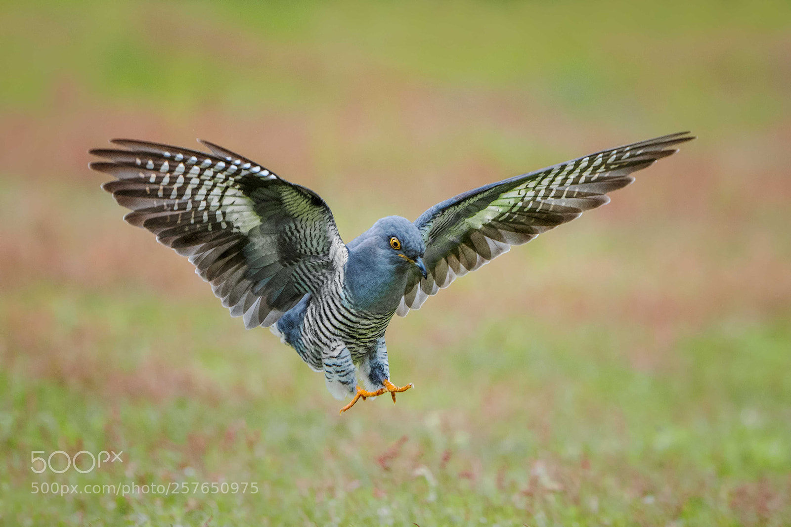Nikon D500 sample photo. Cuckoo photography