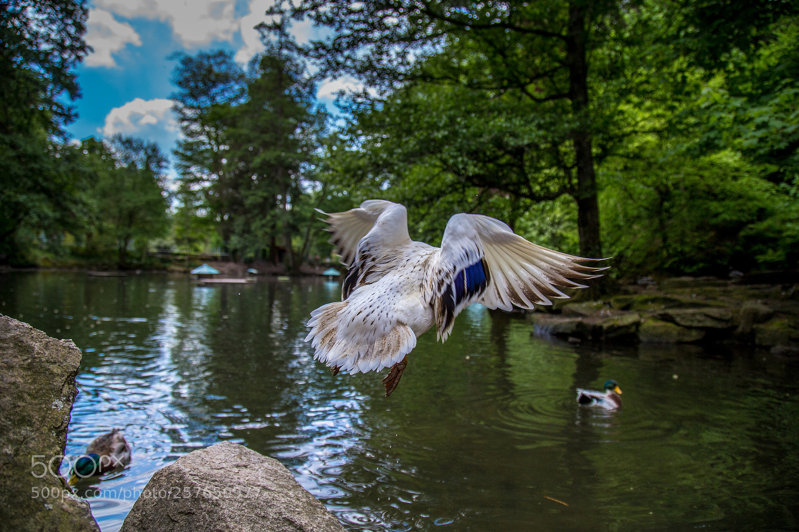 Canon EOS 6D sample photo. Ente abflug photography