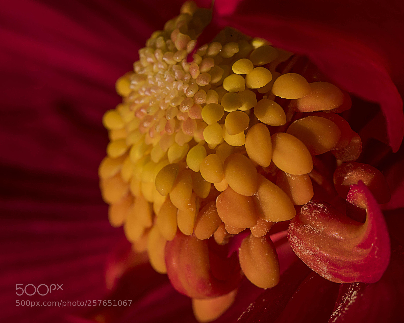 Canon EOS 6D Mark II sample photo. Macro flower img 7597-1a photography