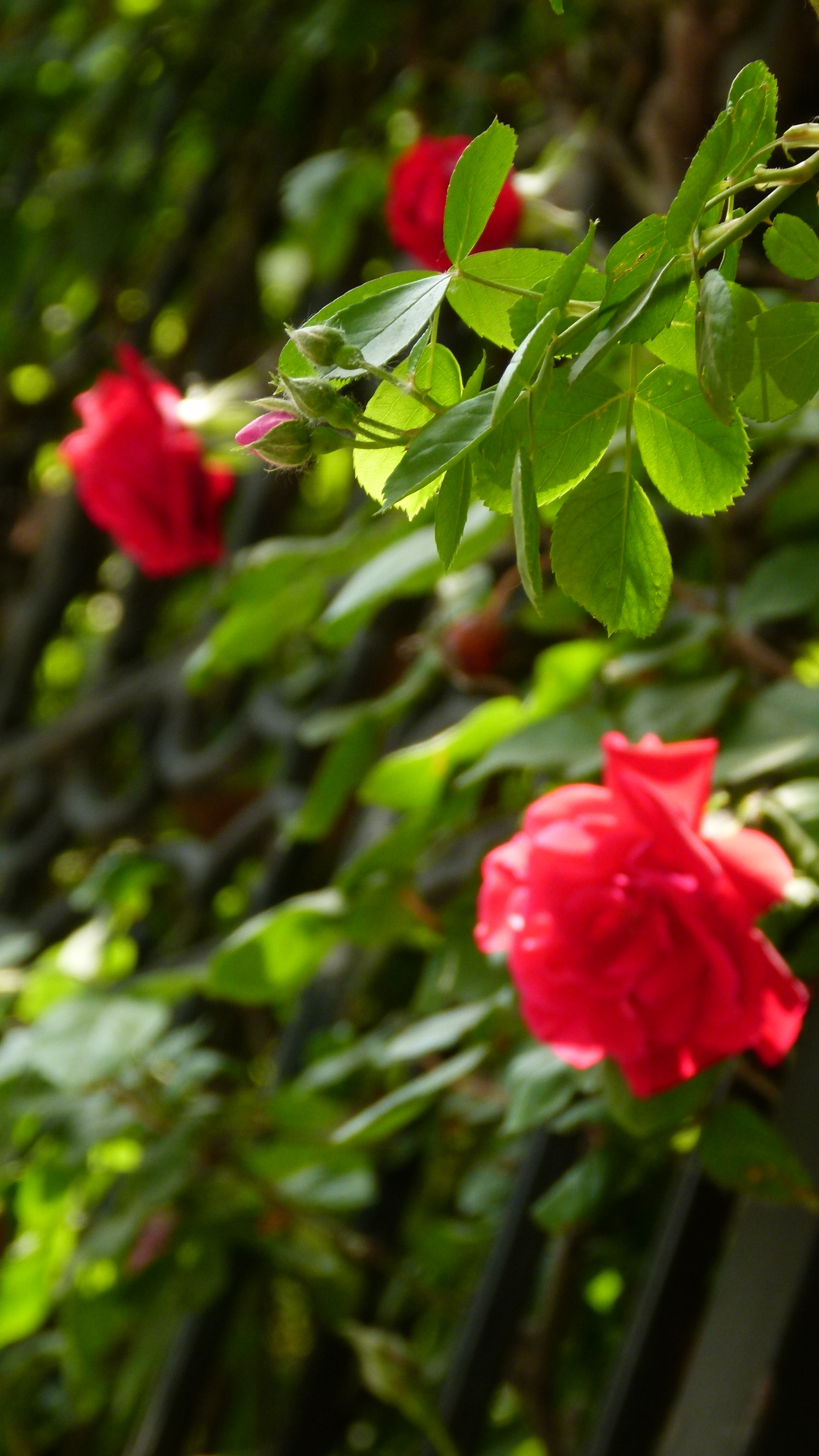 Leica V-Lux 2 sample photo
