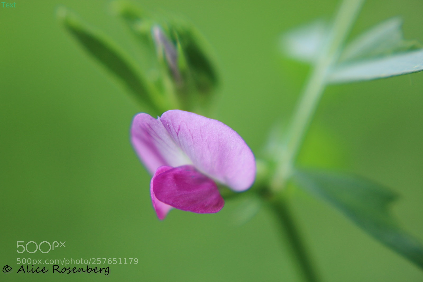 Canon EOS 70D sample photo. Pink bloom photography