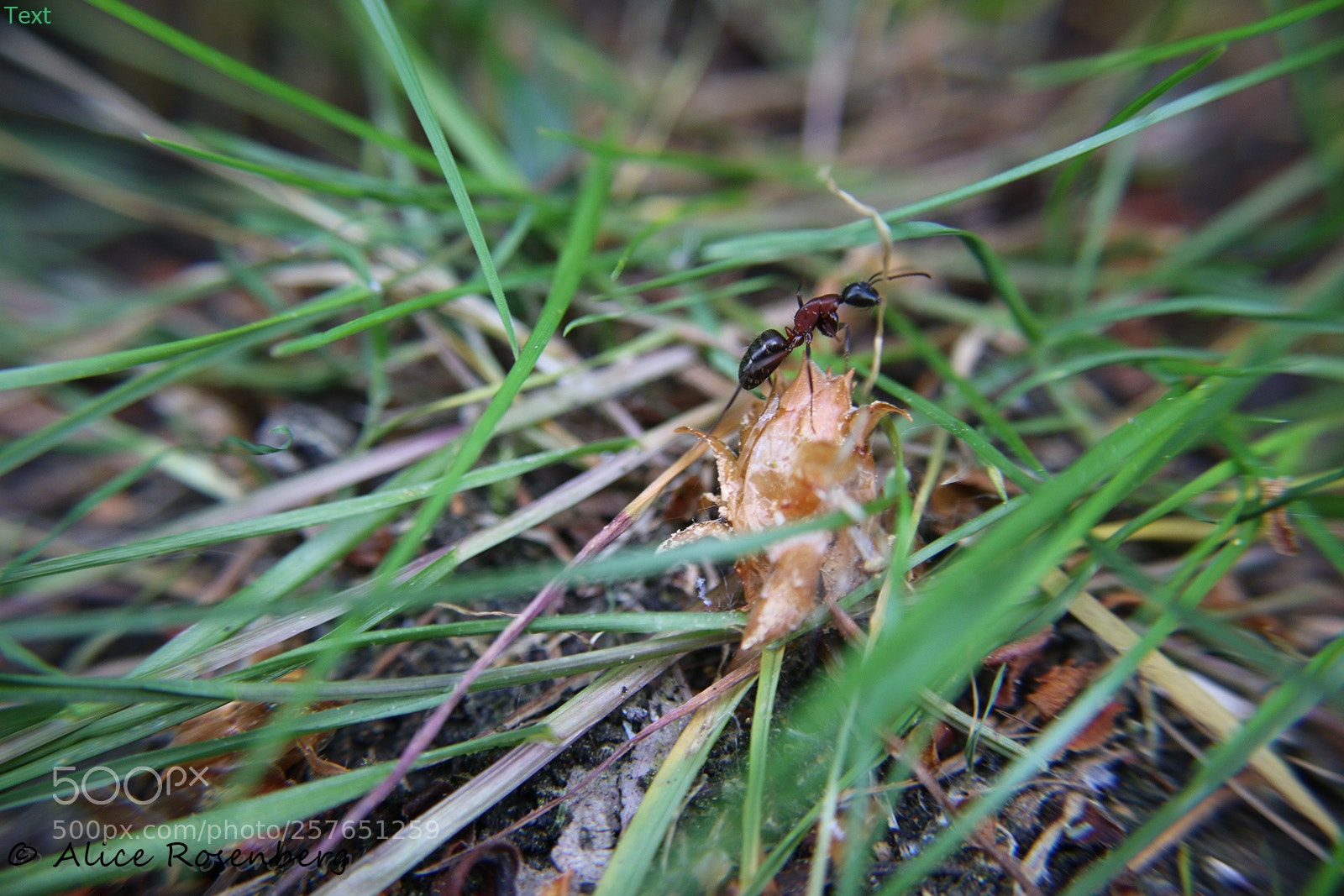 Canon EOS 70D sample photo. Scout photography