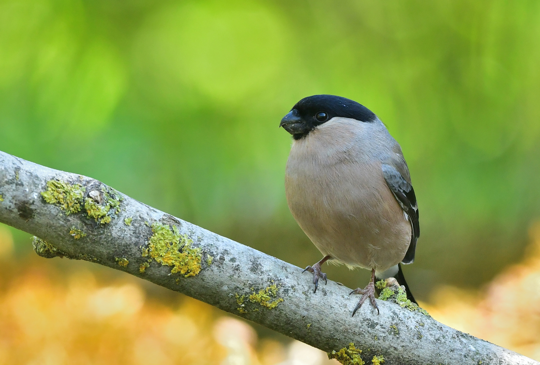 Nikon AF-S Nikkor 500mm F4G ED VR sample photo. Goudvink photography