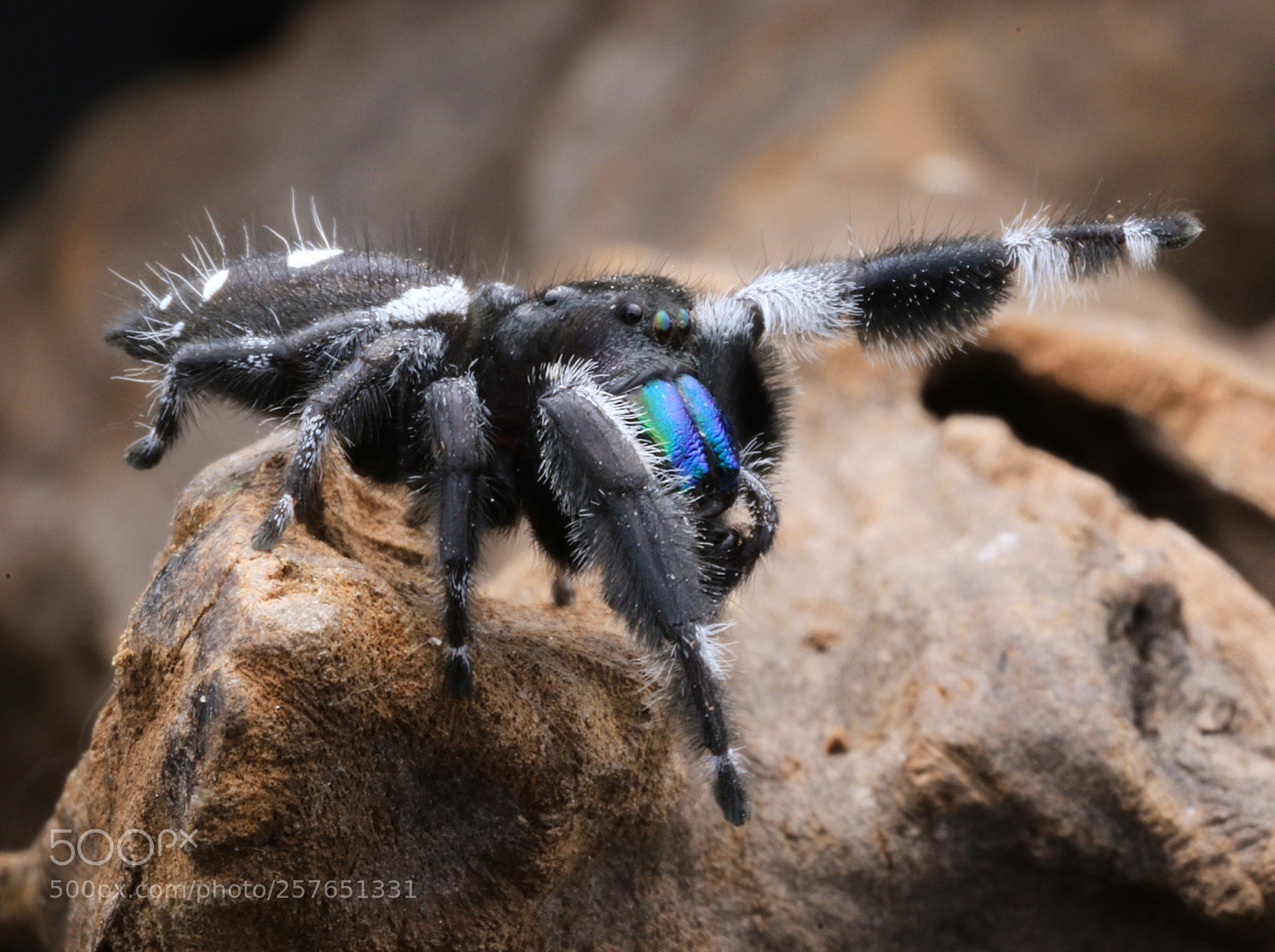 Canon EOS 7D Mark II sample photo. Spider photography