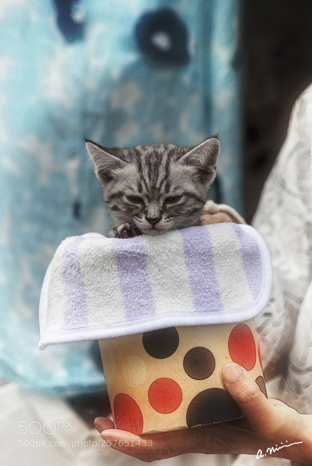 Canon EOS 5D Mark II sample photo. Street cat photography