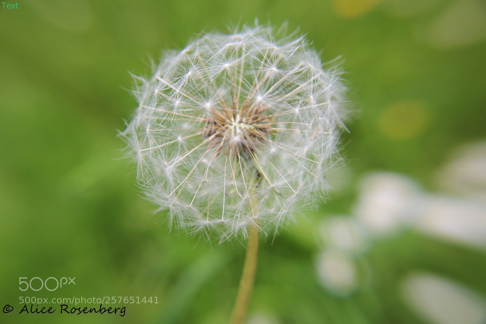 Canon EOS 70D sample photo. Filigree photography