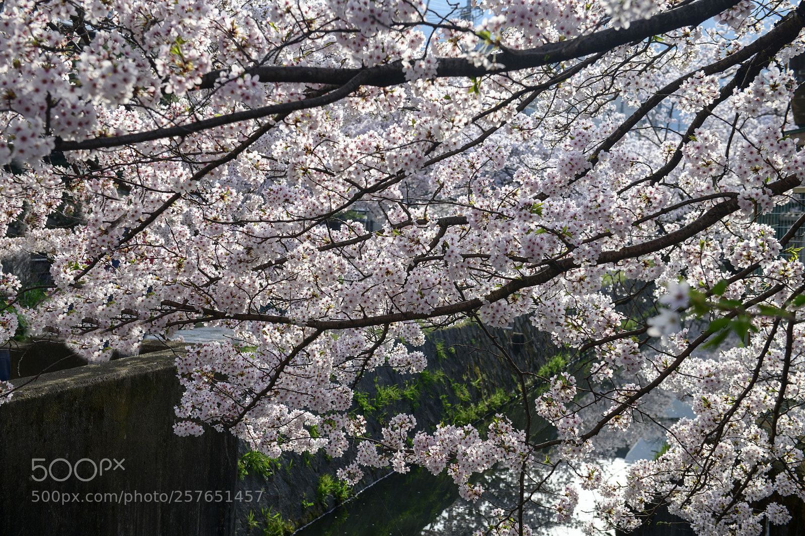 Nikon D850 sample photo. Sakura in the morning photography