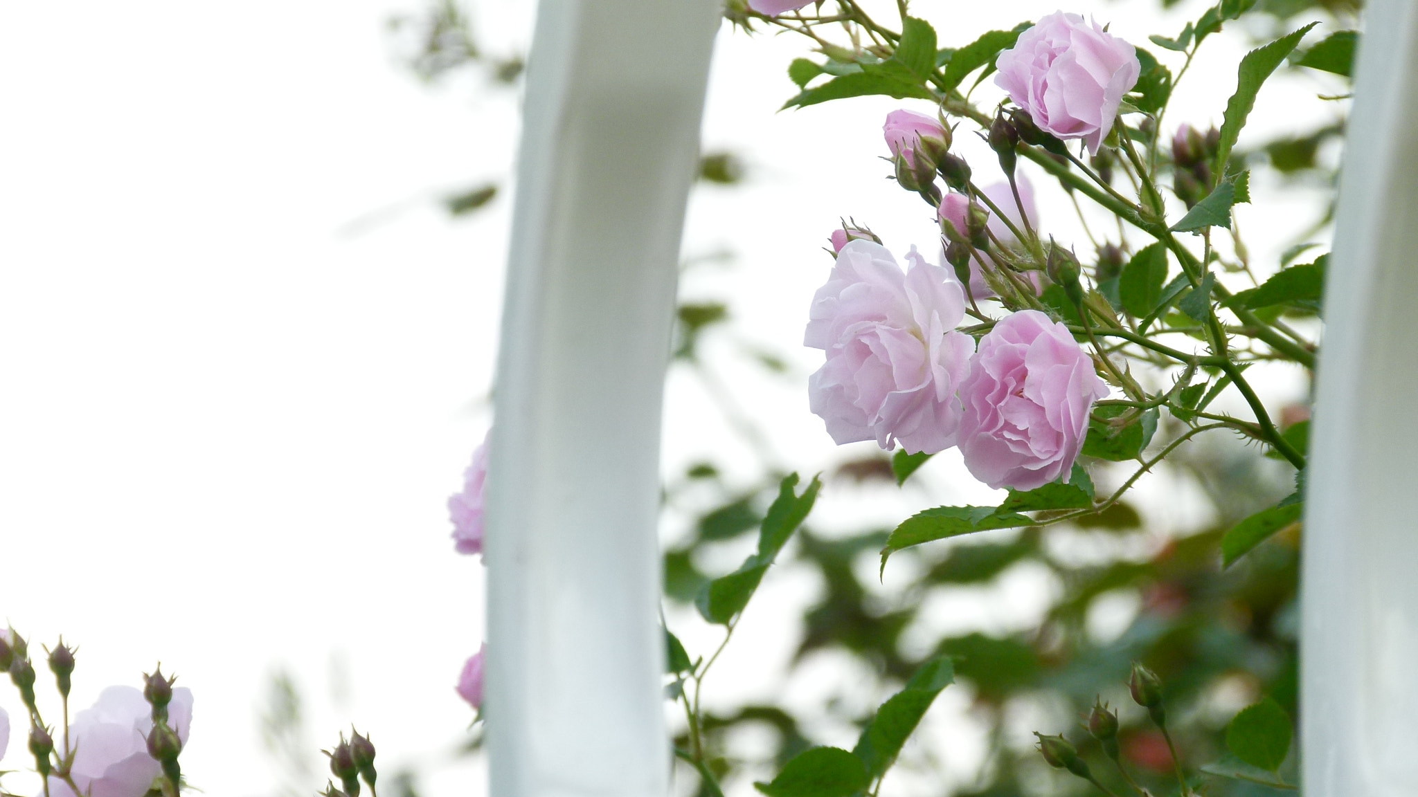 Leica V-Lux 2 sample photo