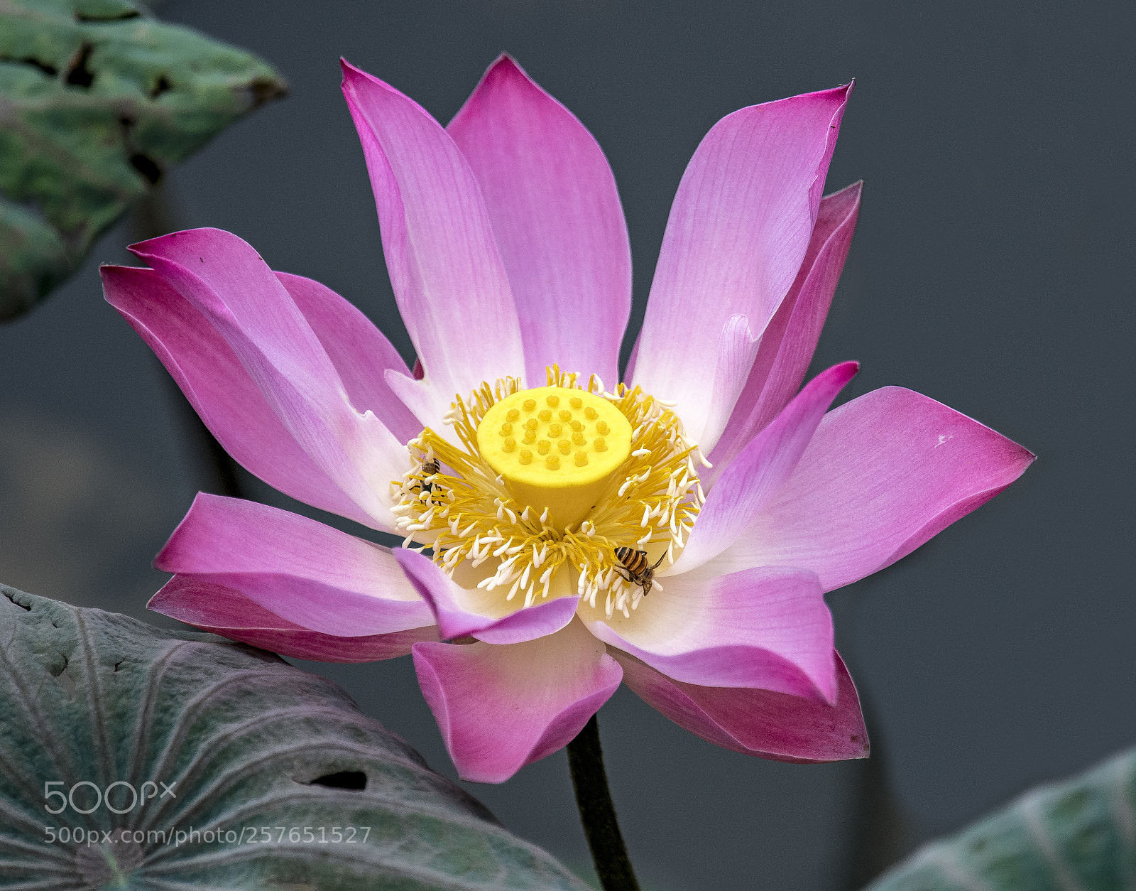 Nikon D500 sample photo. Lotus photography