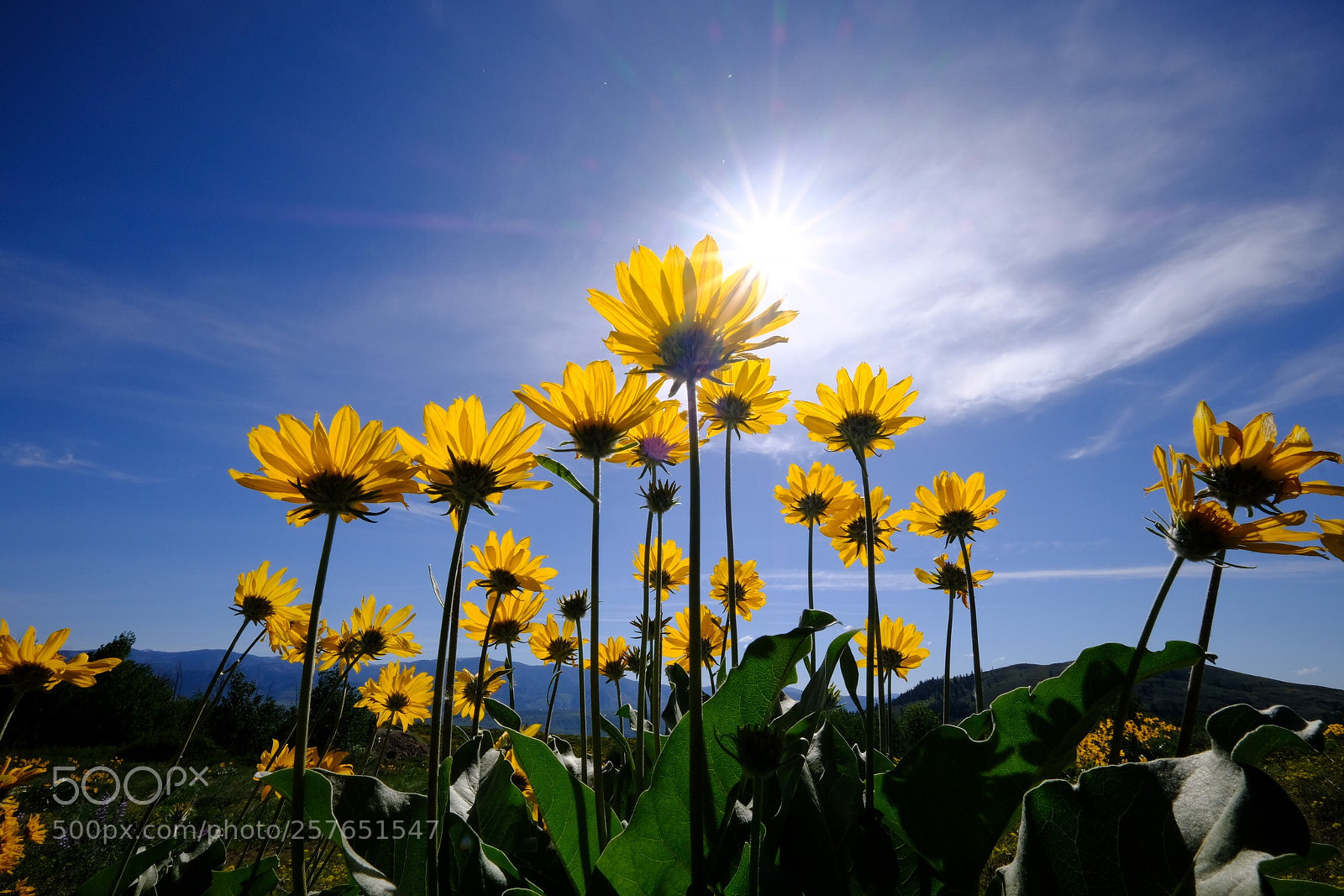 Fujifilm X-H1 sample photo. Wildflowers photography