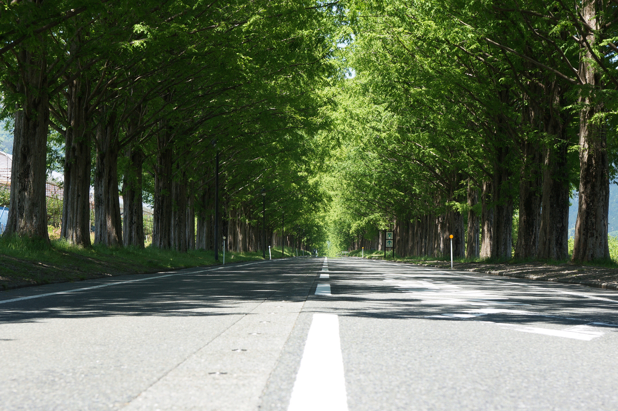 Sony Alpha NEX-5T sample photo. Metasequoia road photography