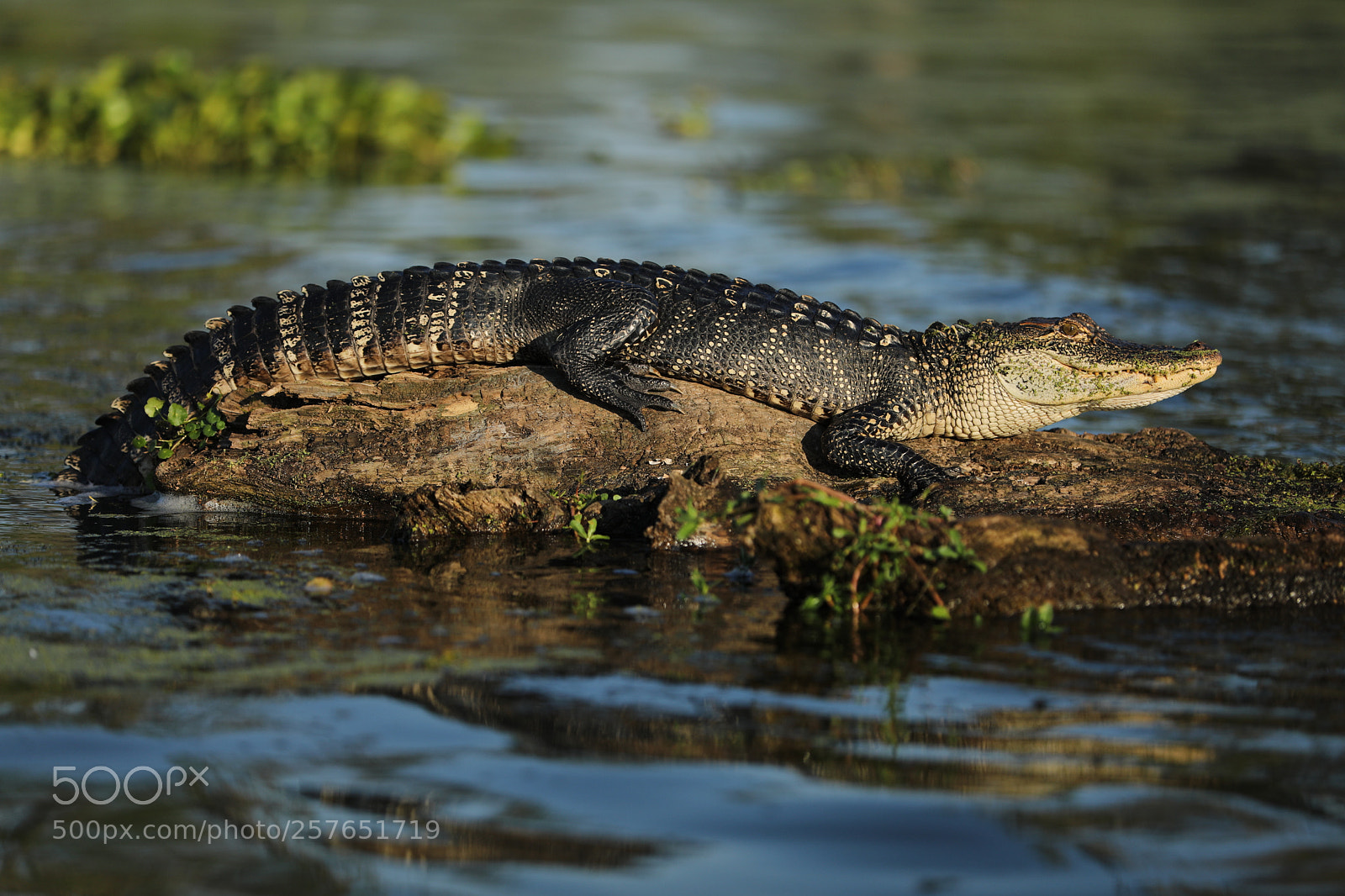 Canon EOS 5D Mark IV sample photo. Alligator photography