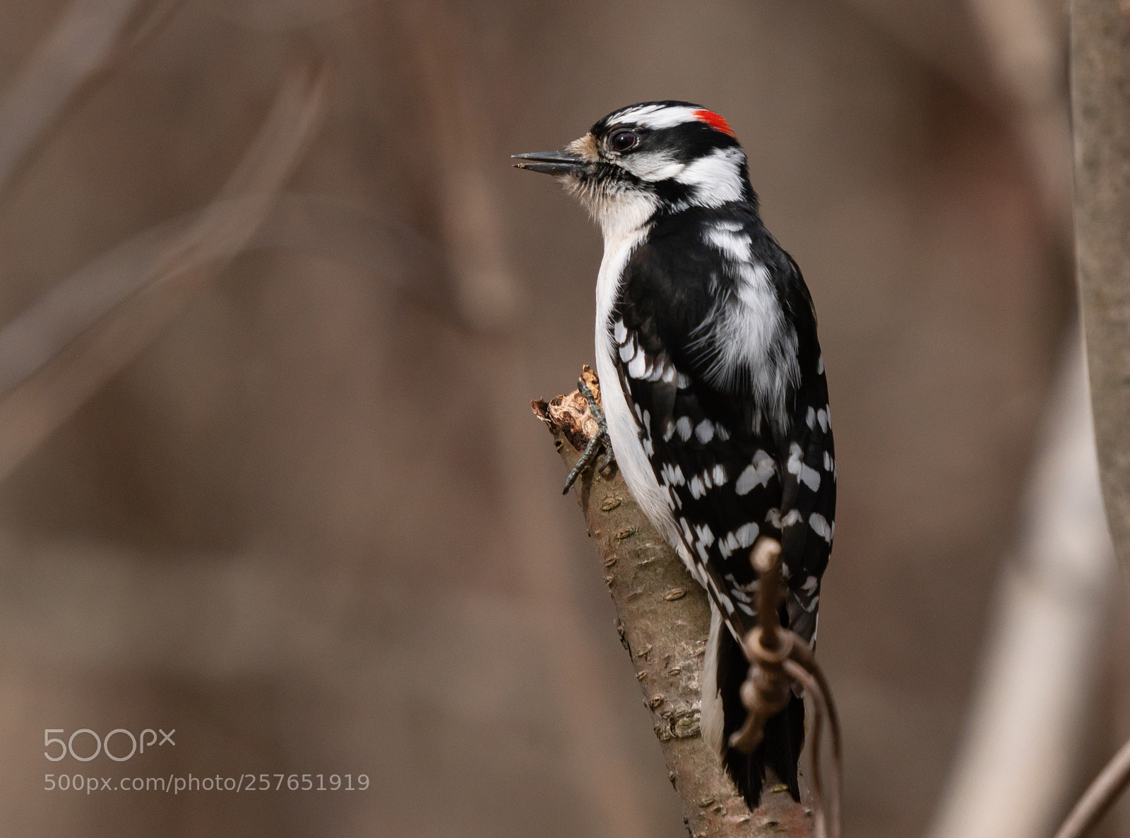 Sony a6300 sample photo. Downy woodpecker photography