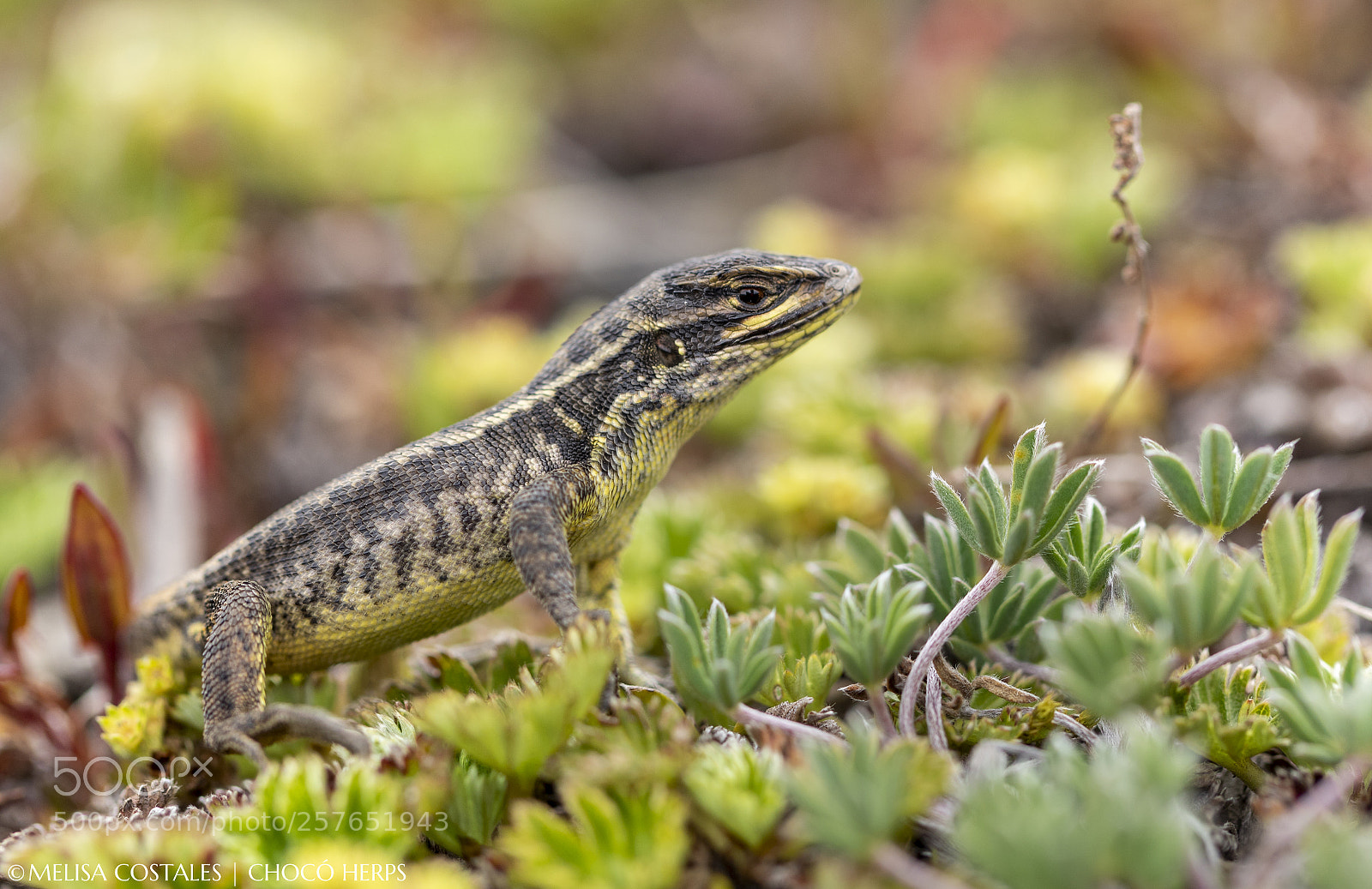 Canon EOS 7D Mark II sample photo. Stenocercus guentheri photography