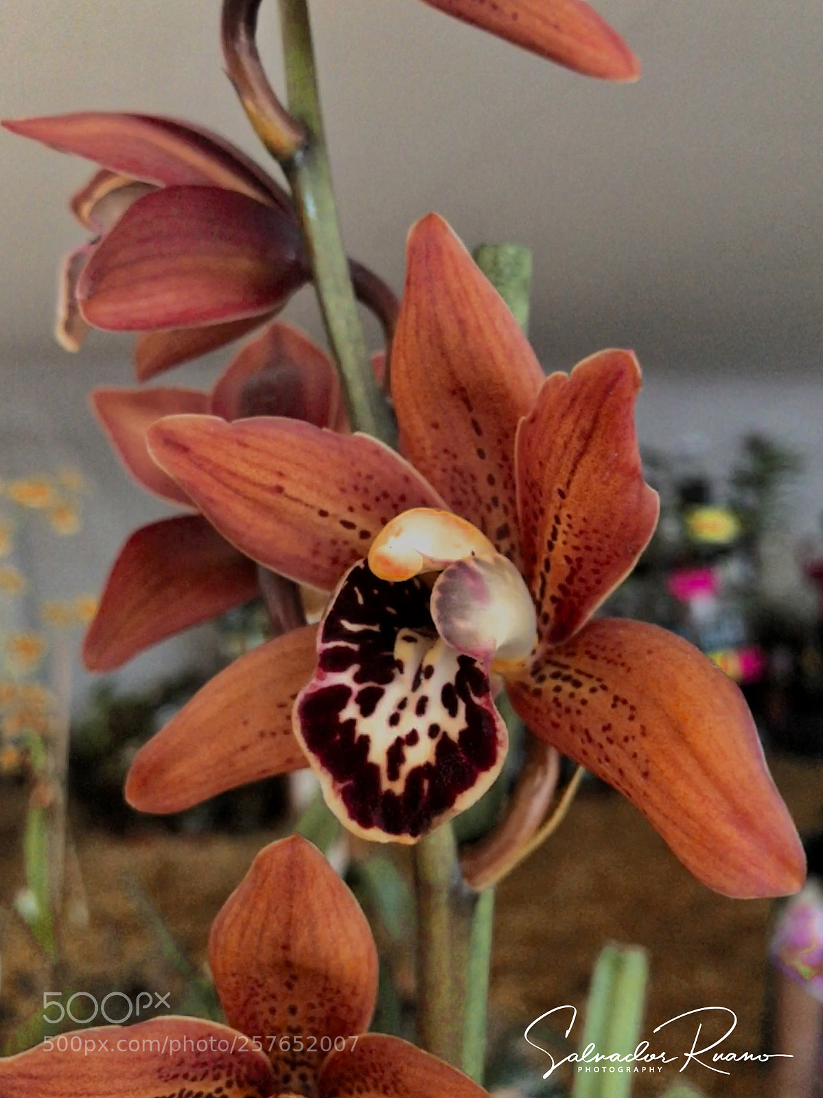 Apple iPhone 7 sample photo. Cimbidium mamey photography
