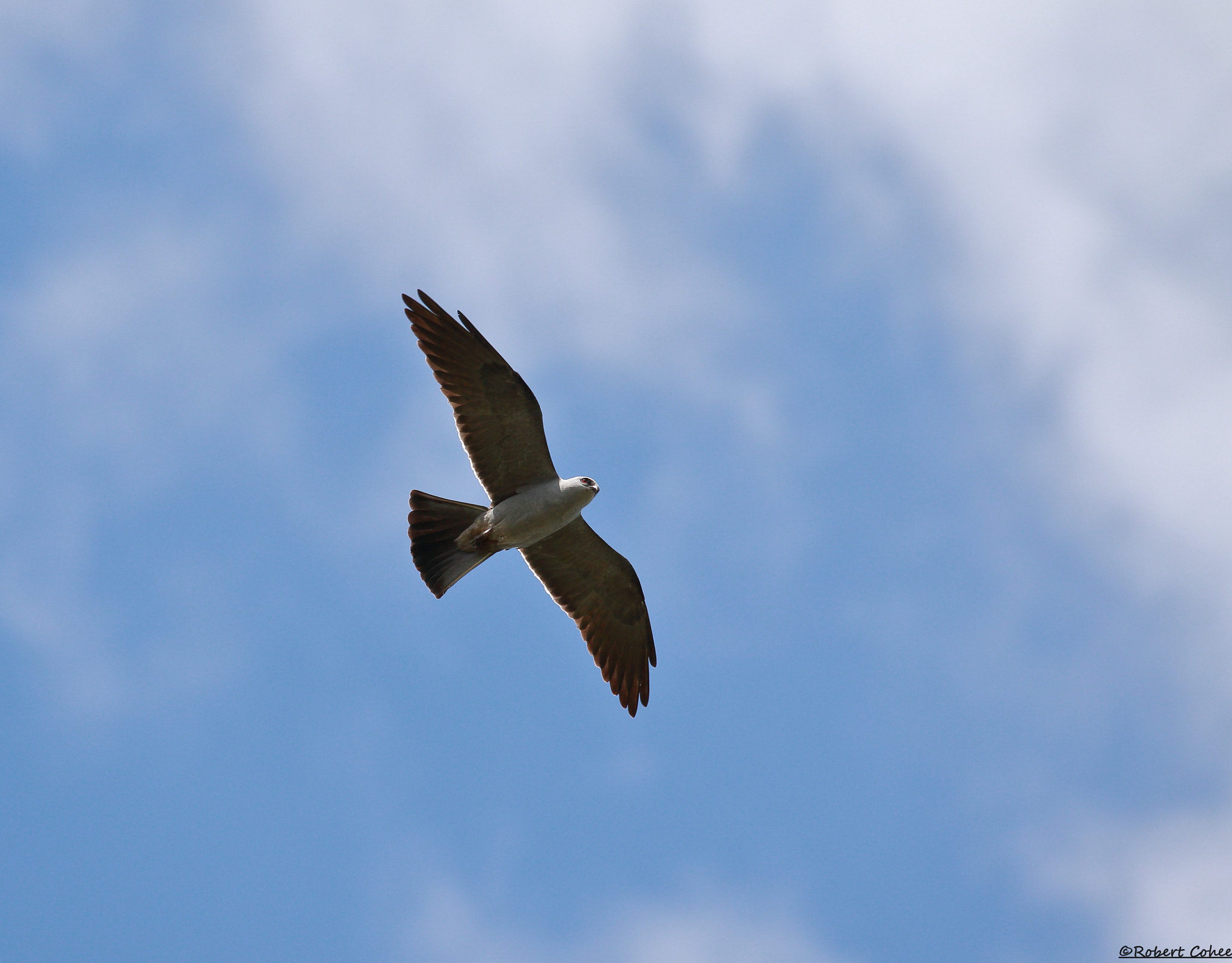 Canon EOS 7D Mark II sample photo. Ita photography