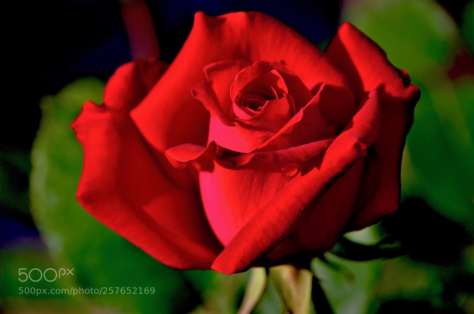 Nikon D7000 sample photo. Red rose photography