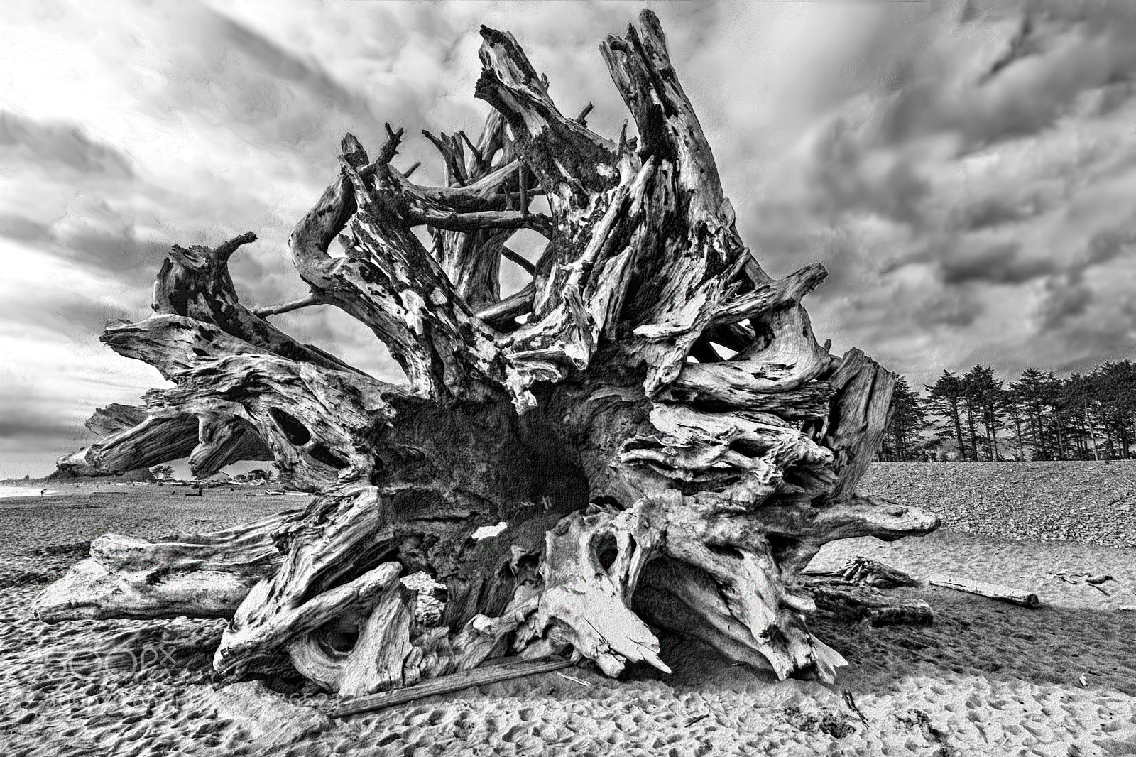 Canon EOS 5D Mark II sample photo. Roots photography