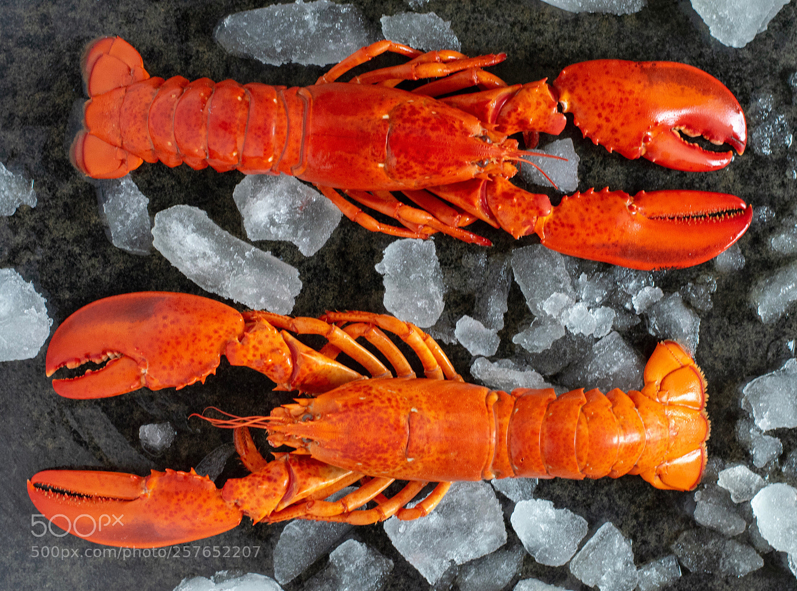 Nikon D3300 sample photo. Lobster photography