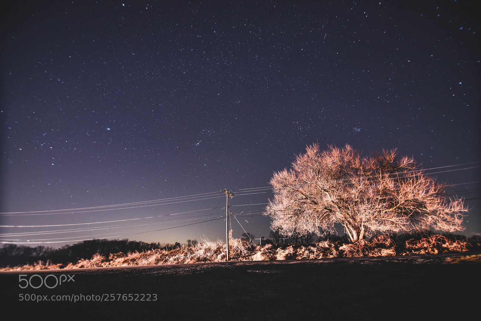 Nikon D750 sample photo. Starry contrast photography
