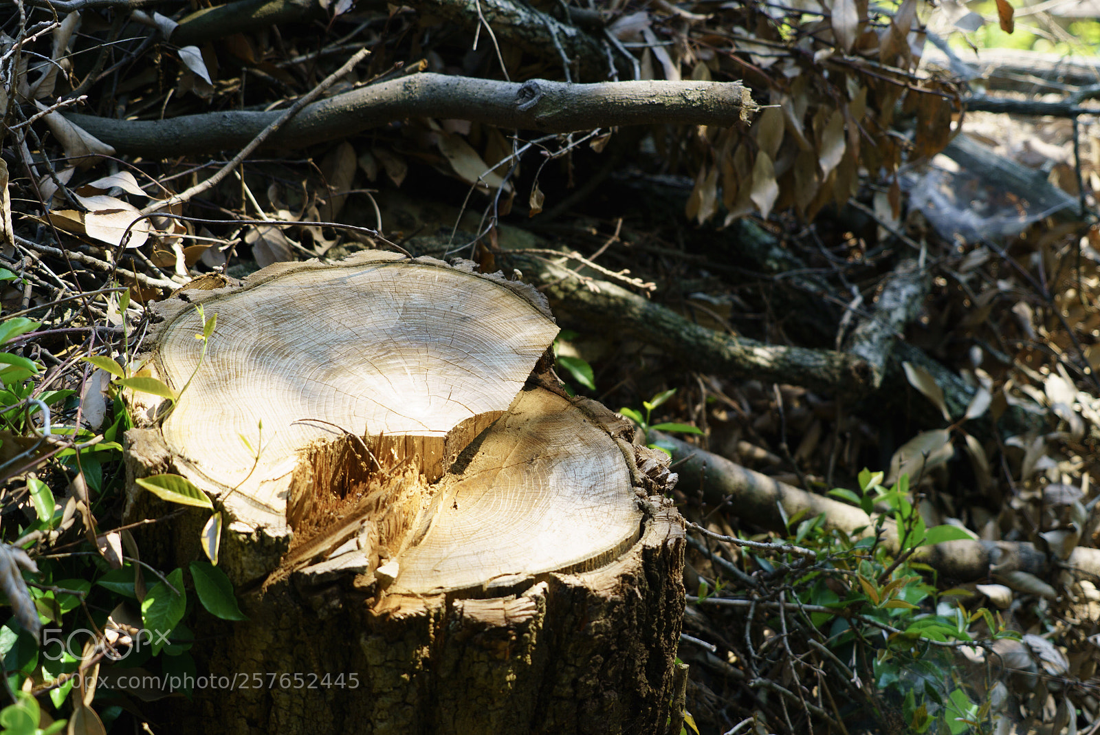 Sony a7S sample photo. Stump  photography