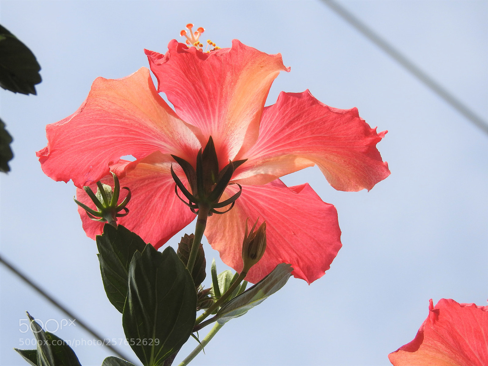 Nikon Coolpix P900 sample photo. Belissima... photography