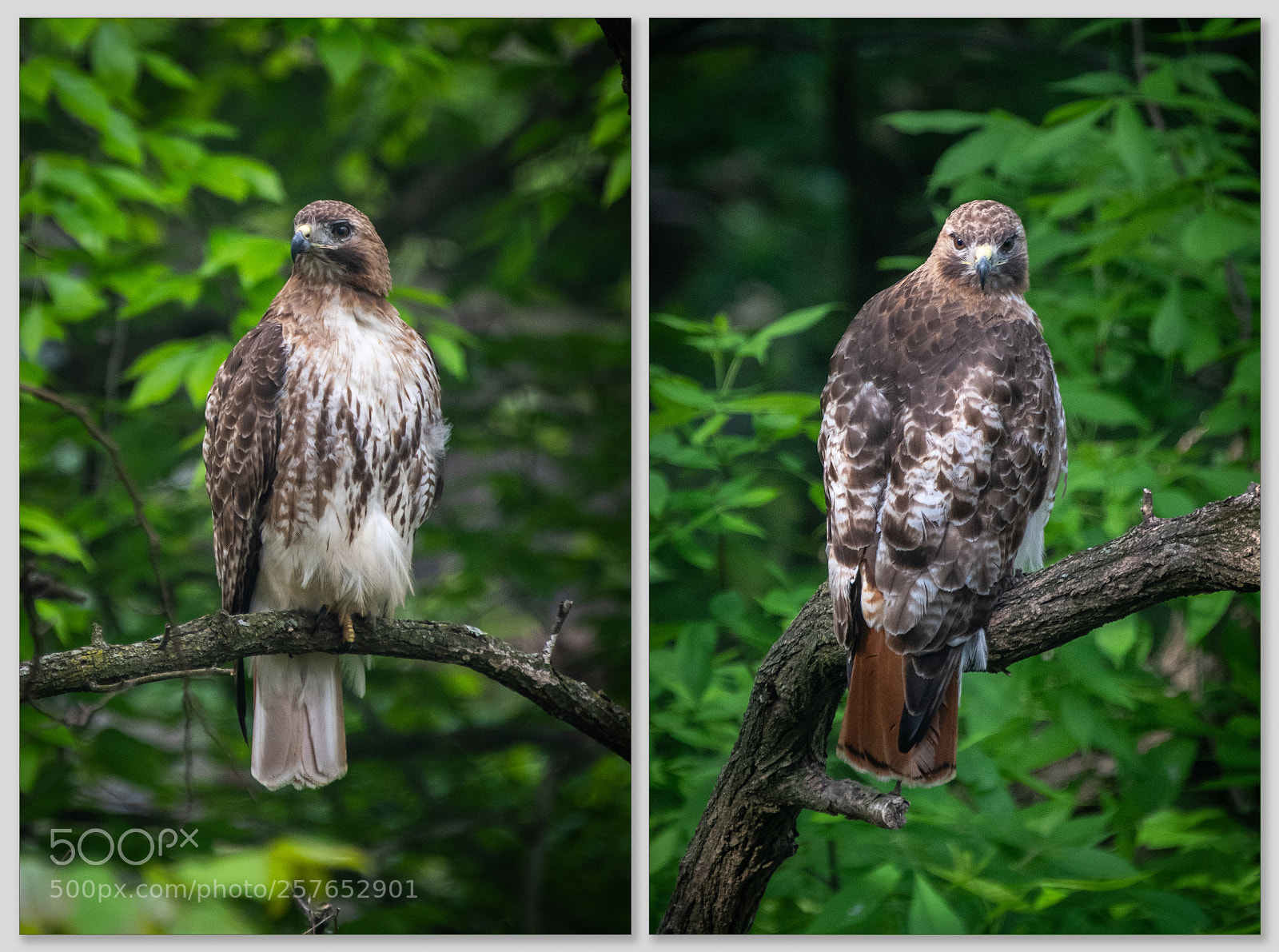 Nikon D850 sample photo. Red-tailed hawk photography
