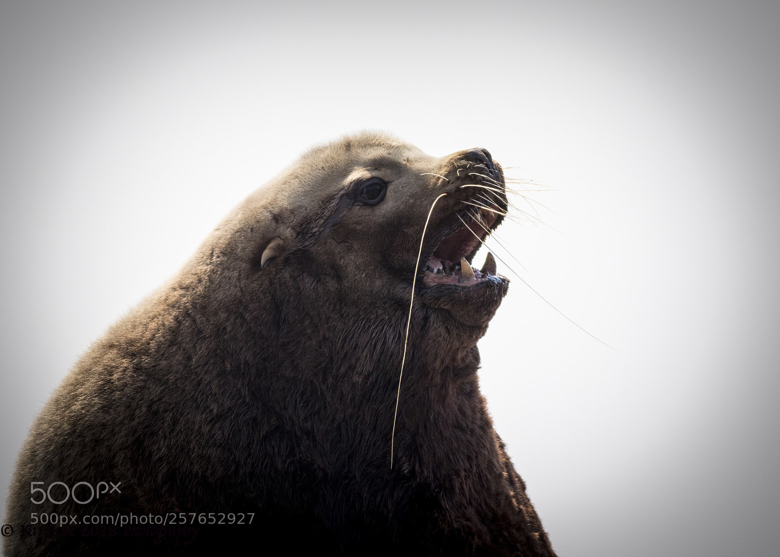 Canon EOS 7D Mark II sample photo. Close up of steller photography