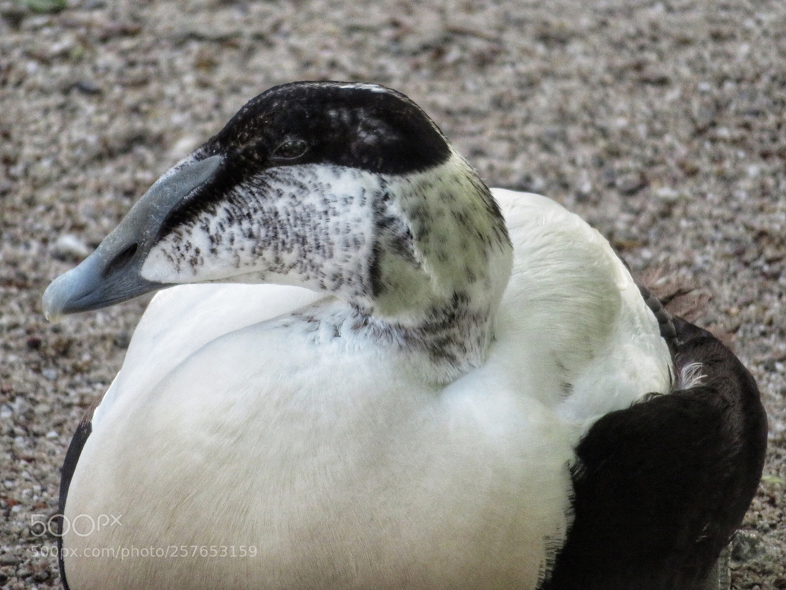 Canon PowerShot SX720 HS sample photo. Eider duck photography