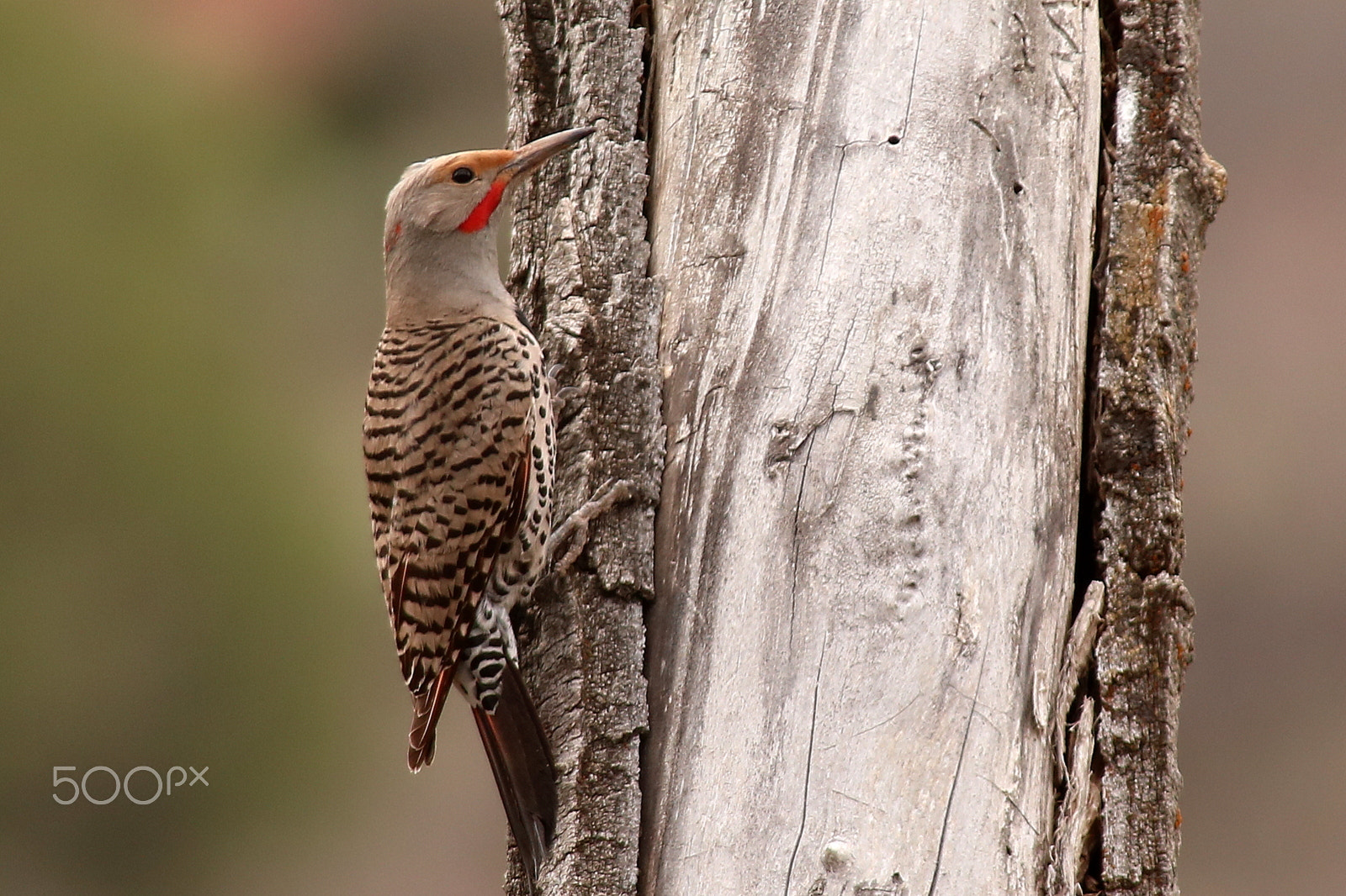 Canon EF 70-200mm F2.8L USM sample photo. Flicker photography