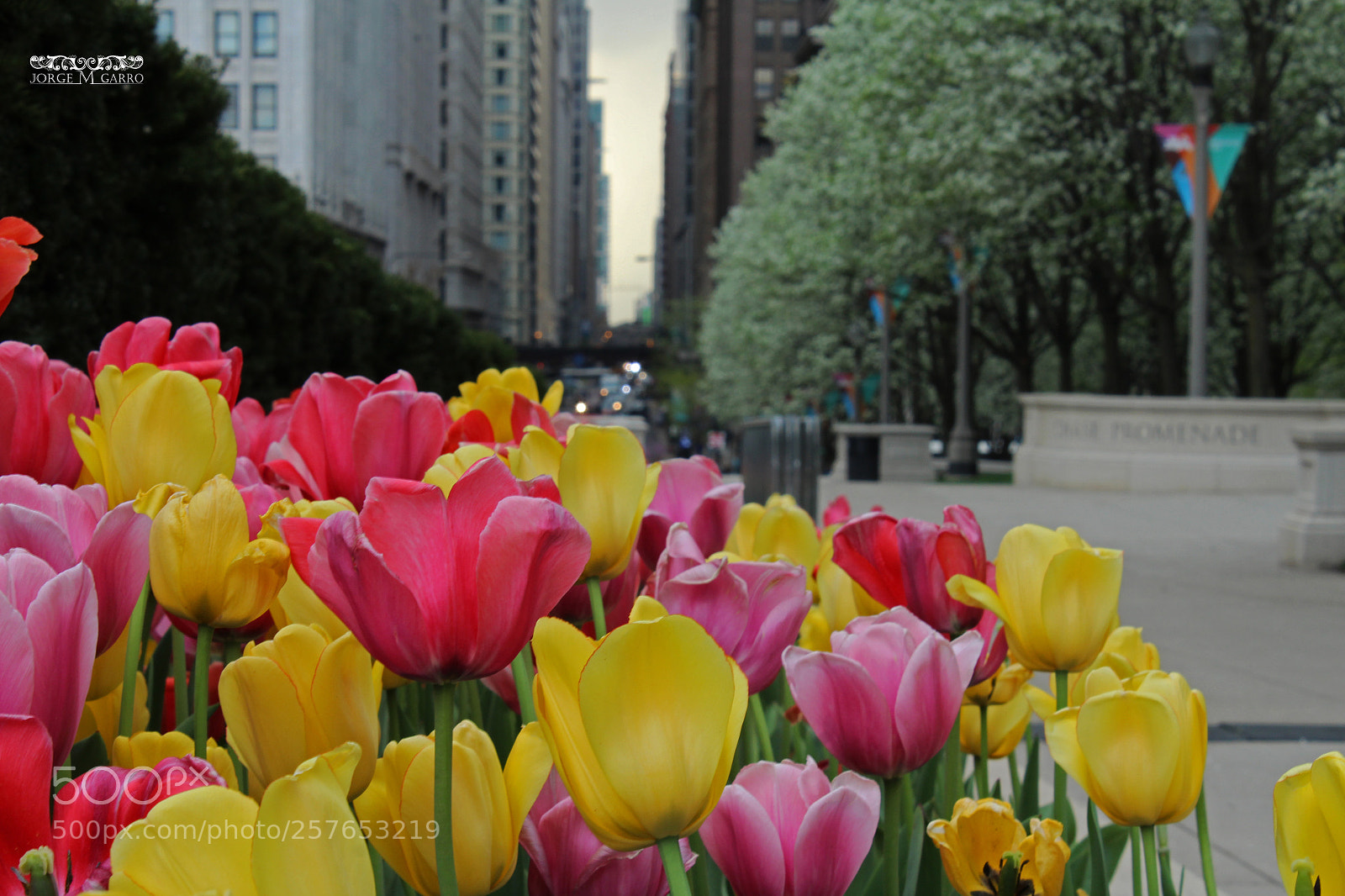 Canon EOS 1200D (EOS Rebel T5 / EOS Kiss X70 / EOS Hi) sample photo. Tulipanes photography