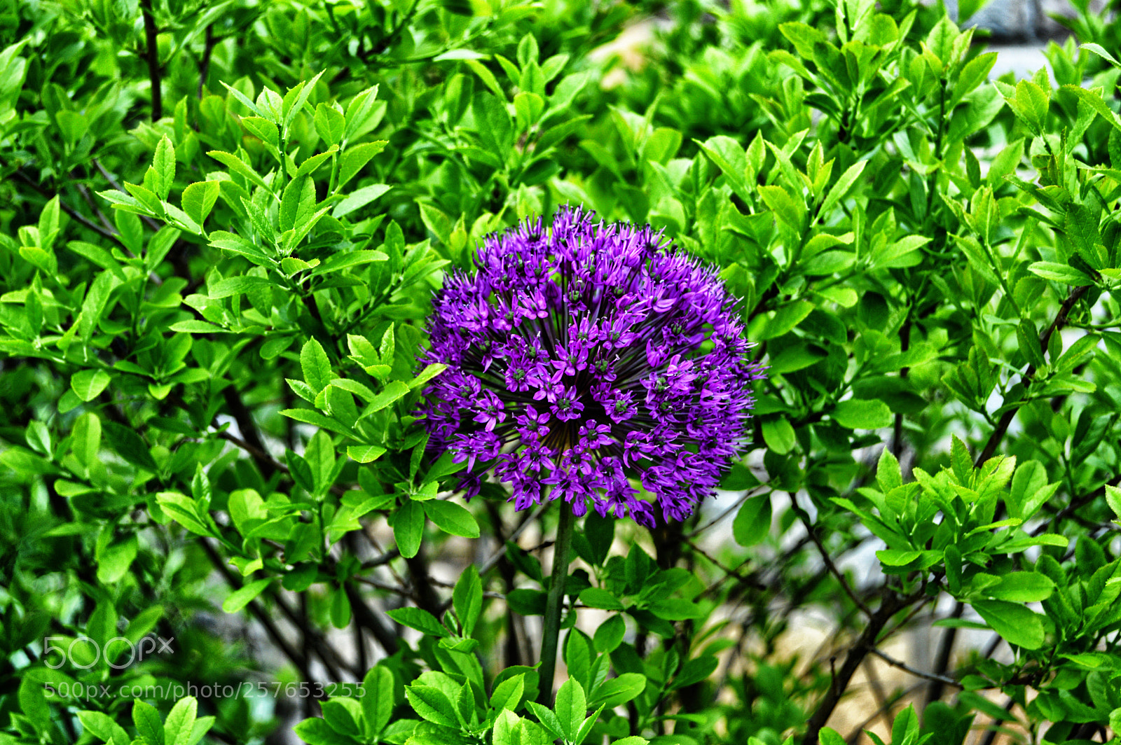 Nikon D3200 sample photo. Purple green photography