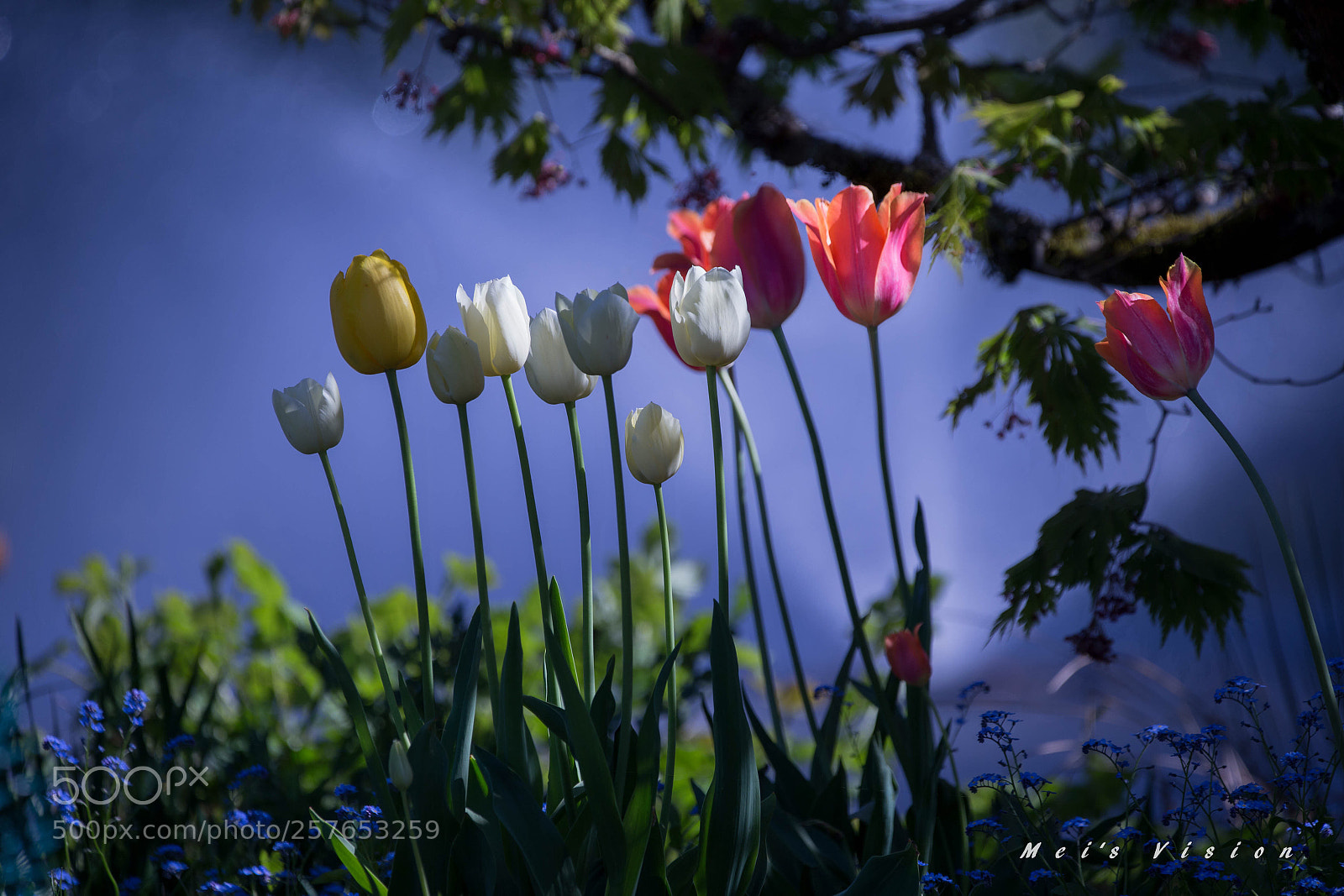 Canon EOS 6D sample photo. Tulips, happy mother s photography