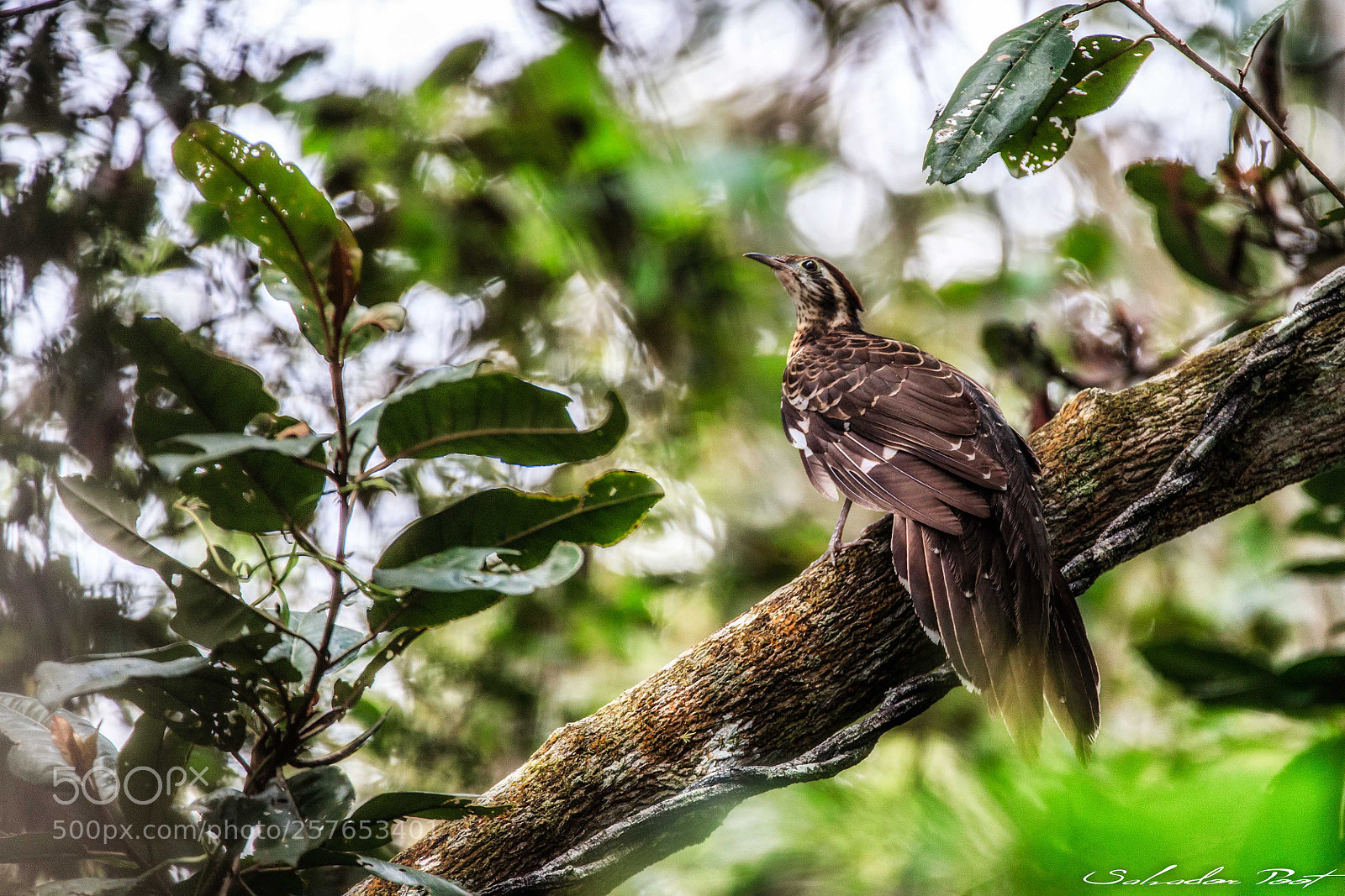 Canon EOS-1D X Mark II sample photo. Ciclillo faisan photography