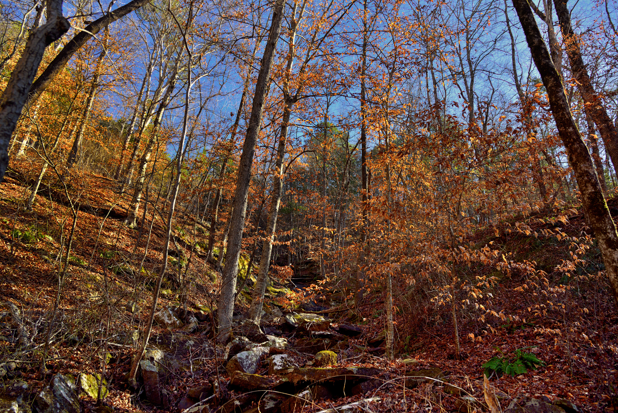 Nikon D800E sample photo. Colors of leaves (and those fallen) in ozark national forest photography