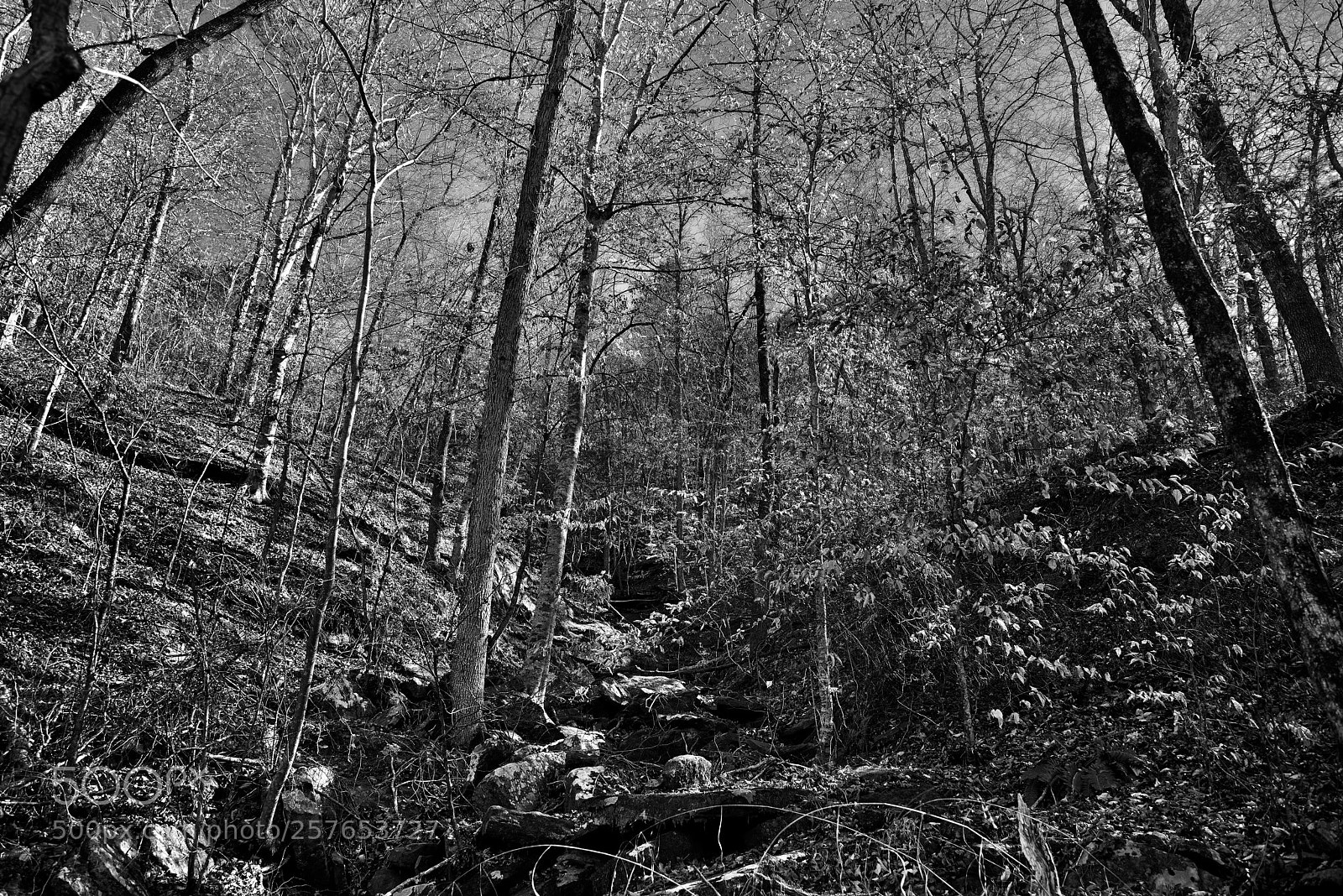 Nikon D800E sample photo. Colors of leaves and photography
