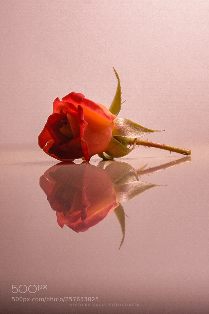 Nikon D7200 sample photo. Reflection photography