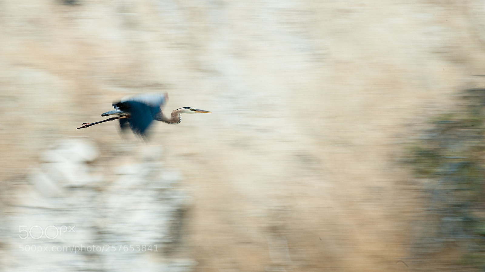 Nikon D3 sample photo. Heron in flight photography