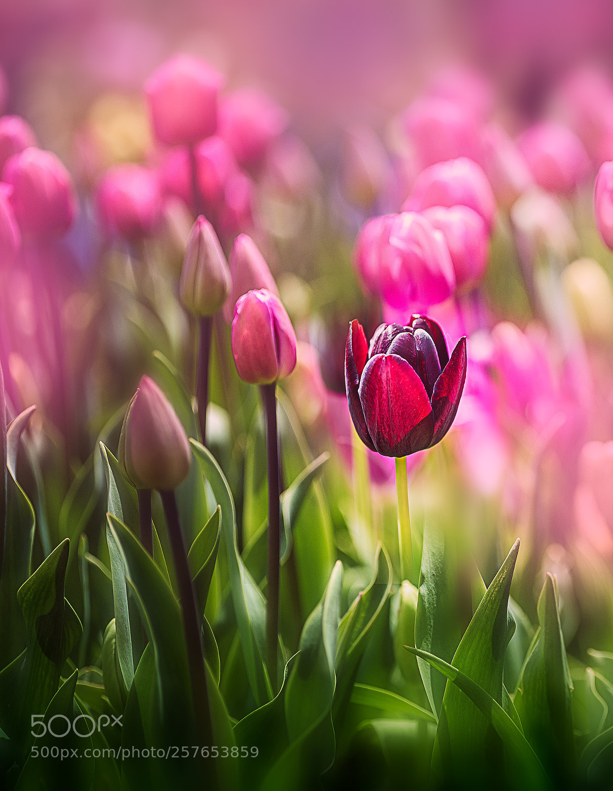 Nikon D810 sample photo. Happy mother's day! photography