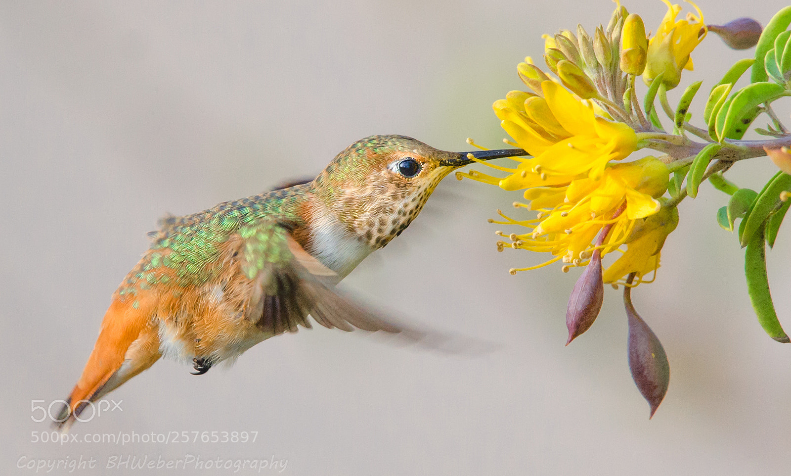 Nikon D7000 sample photo. Allen hummingbird jr. photography