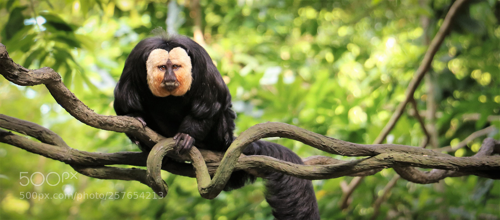 Canon EOS 750D (EOS Rebel T6i / EOS Kiss X8i) sample photo. White-faced saki monkey photography