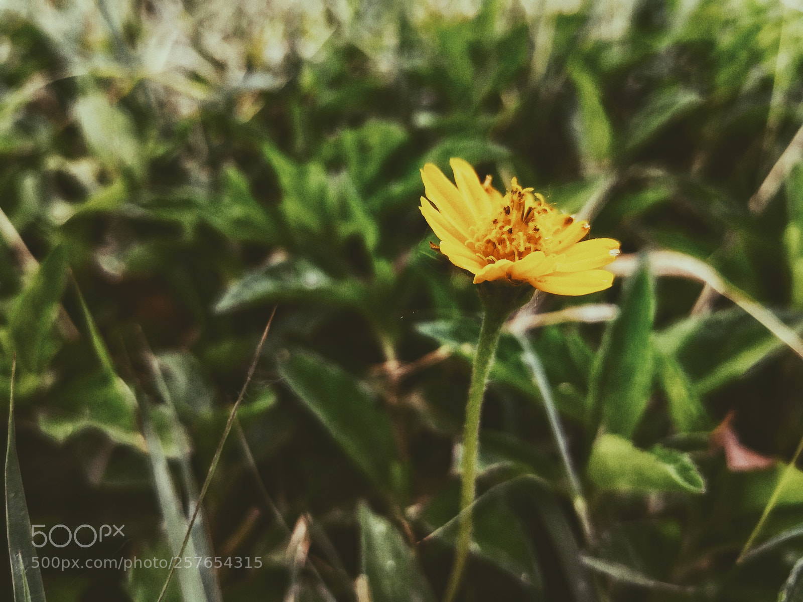 HUAWEI Mate 10 sample photo. Untitled photography